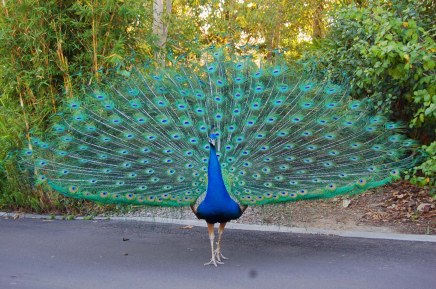 peacock-03